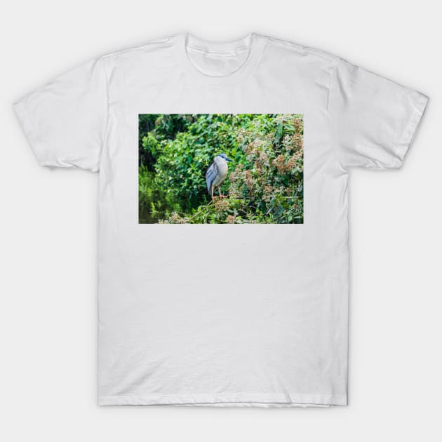 Black-crowned night heron of Honolulu 2 T-Shirt by KensLensDesigns